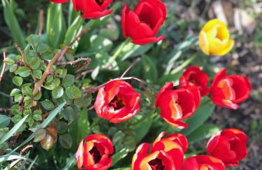 Tiny House mit Saunafass und Garten - Foto 24