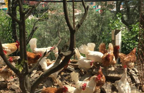 Agriturismo Le Pale - Foto 12