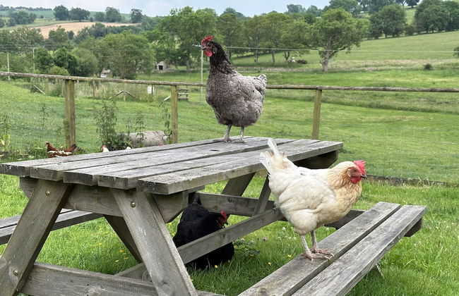 Gratton Grange Farm Holiday Cottage - Foto 41