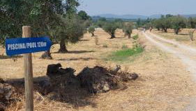 Quinta da Mouracha - Foto 5