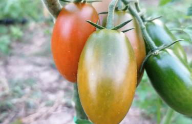 Agriturismo Etico Le Grazie - Foto 15