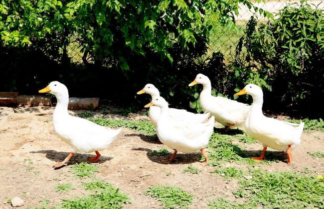 Podere Agrituristico Luchiano - Foto 58