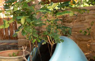 Villa Gogo offers privacy and pool - Foto 62