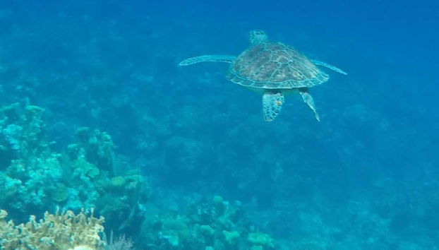 Beginners Scuba Diving - Foto 5