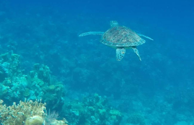 Beginners Scuba Diving - Foto 5