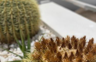 Flower Beach Deluxe - Foto 7