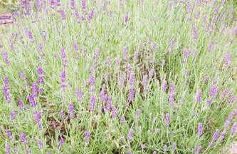 Olszyna Pod Brzozą - Foto 62