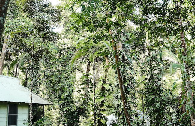 Daintree Ecolodge - Photo 57