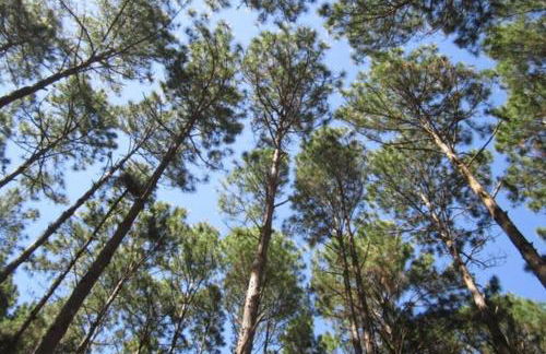 BANGALOS FLORIANÓPOLIS - Foto 63