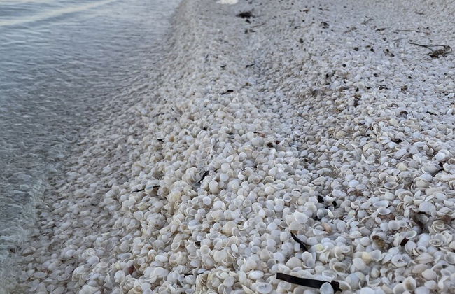 Shark Bay Seafront Apartments - Photo 71