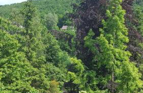 Wolfshagen - Foto 15