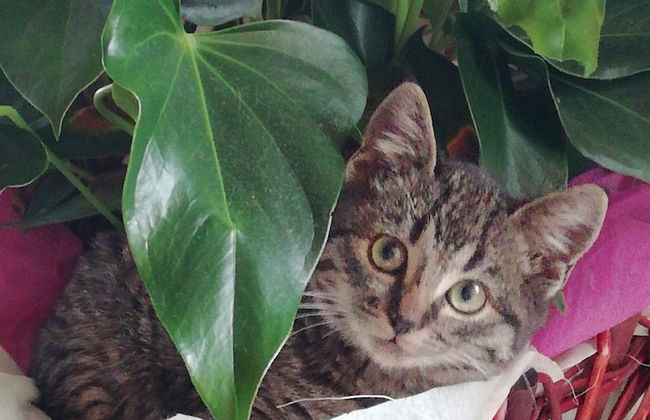 B&B Ciliegio Felice - Foto 23