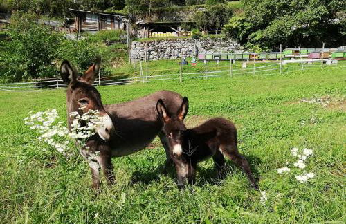 Agriturismo Dalla Natura la Salute - Foto 54