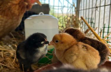 Herdade do Serra - Foto 35