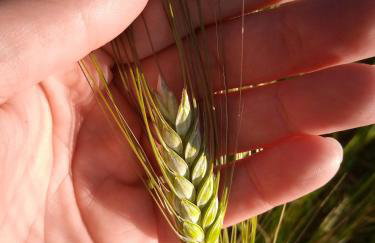 Agriturismo Teatro del grano - Foto 12