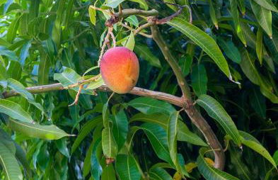 Poipu Plantation Vacation Rentals - Foto 53