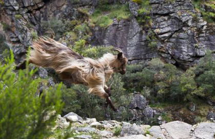Maison de caractère, pierre sèche, Galéria, pour 2 - Foto 20