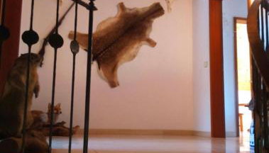 Haus Säntisblick - Foto 5