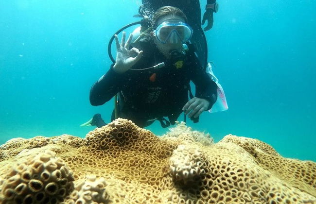 Paraty Bay Scuba Diving - Foto 1