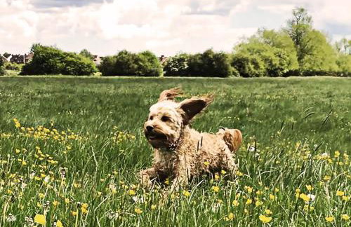 3 Chestnut Terrace by The Suffolk Cottage Collection - Foto 23