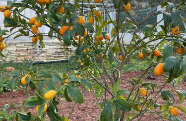 Katikies Savrani - Foto 60