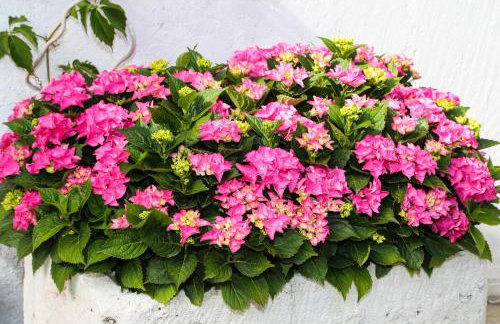 Apartments Seka - Foto 25