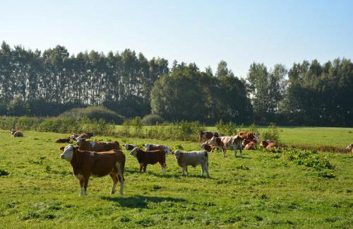 Modernes Ferienhaus nahe Spreewald-Idylle - Foto 37