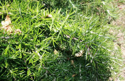 Apartments Neda - Photo 7