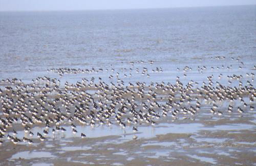 Nordsee Gulfhof 2 mit Garten Dornum 60 qm - Foto 27