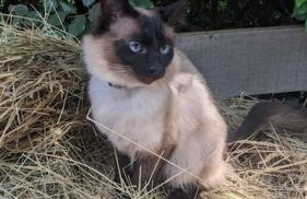 Cabayourte à la mauvaise herbe - Foto 16