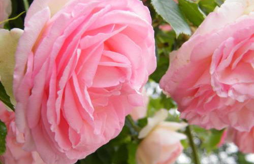 Il nido di rondine - Photo 35