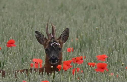 Lincoln Holiday Retreat Lodge with Private Hot Tub - Foto 42