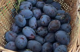 Villa Allegra Apartments in The Nature - Foto 46