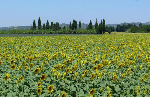 Maison Tarascon - Foto 37