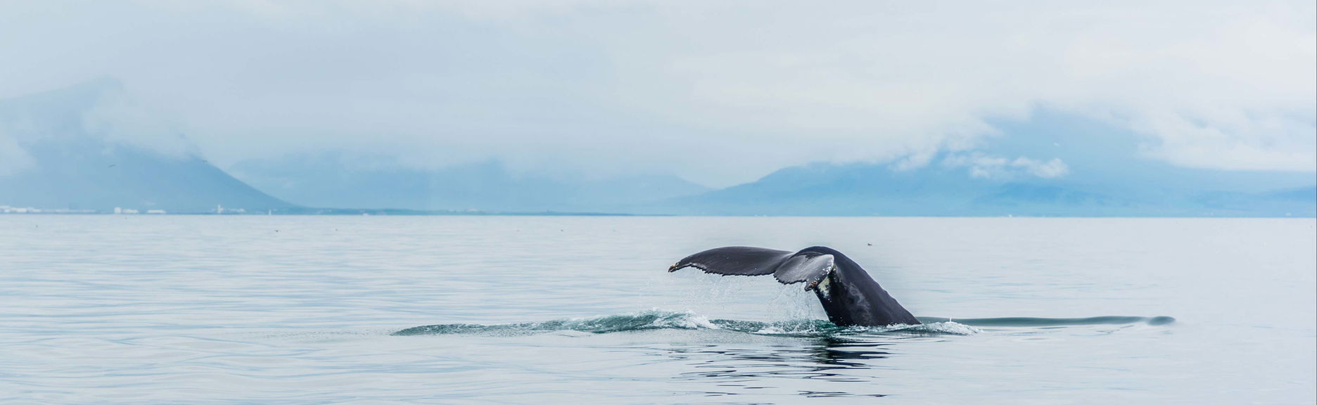 Avvistamento di balene