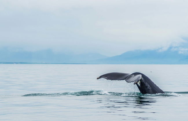 Avvistamento di balene - Photo 1