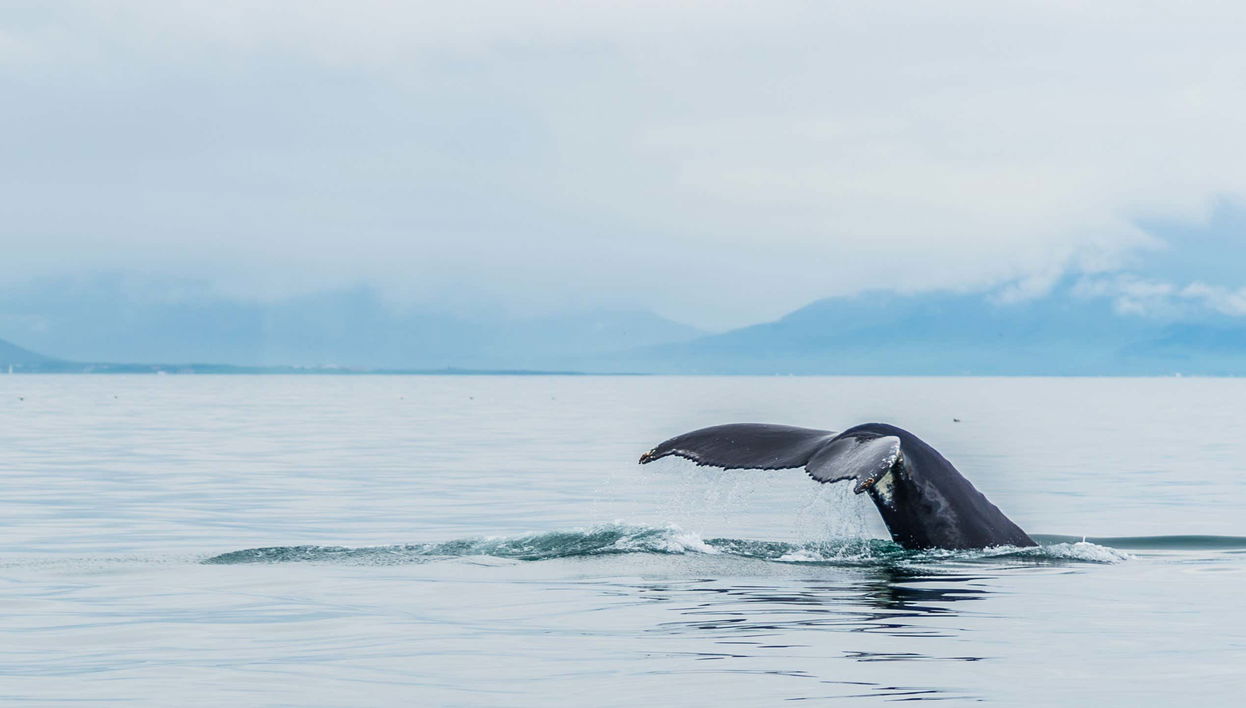 Avistamiento de ballenas