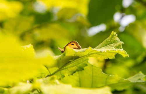 Copperbeech Hut - Romantic Hideaway with a Private Hot Tub - Photo 24