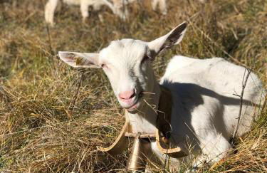 Location MarjoRI - T3 Le Kakariki - Foto 36