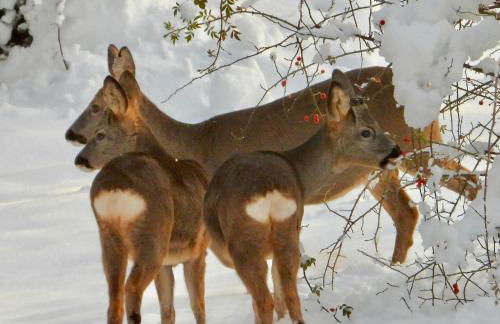 Au Mont Chablis - Foto 40