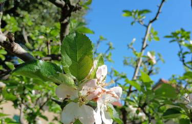 HOME L'UPUPA AMIATA - Foto 35