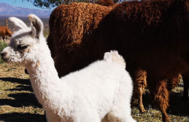 Complejo Río los Patos - Cabañas y Hostel - Photo 47