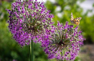 Cicha Zdrój - Foto 35