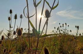 Odenwald-Lodge mit Infrarotsauna und E-Ladestation im Naturpark Odenwald "Haus Himmelblau" - Foto 9