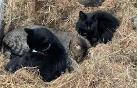 Brook lodge 2 - Photo 4