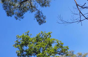 Das Waldhaus - Foto 25