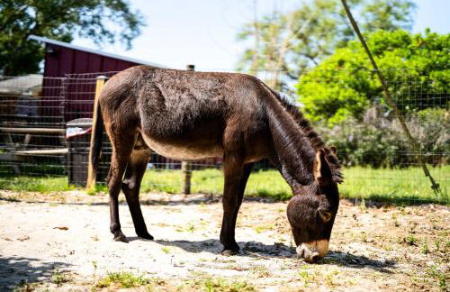 The Clubhouse - Lady Lake Farm Getaway! - Foto 31