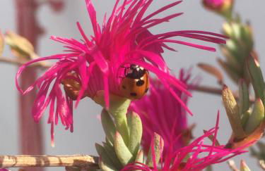 Charming home with private terrace,heart of Málaga - Foto 16