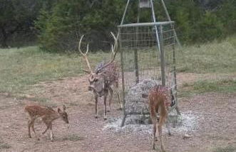 Red Barn Inn Feed Deer and play games & Firepit - Foto 49