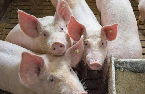 Ferienhof Bieke - Foto 8